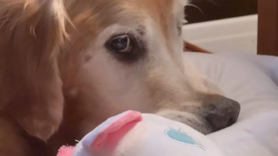 "Dukie, o que é que estás a fazer?" Cão rouba itens estranhos para dormir