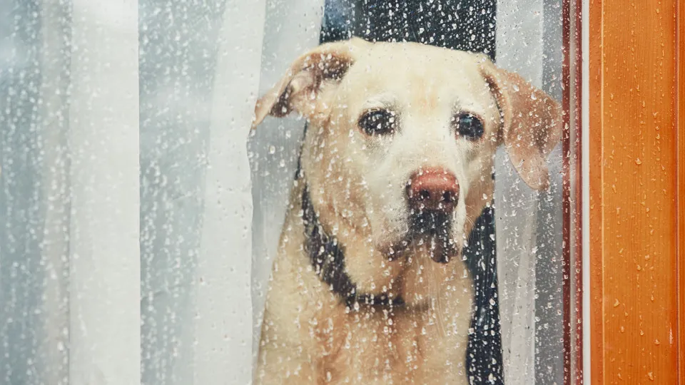 Os animais também têm depressão. Saiba identificar os sinais