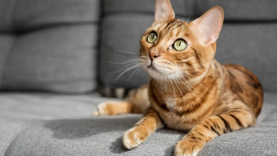 Acha que conhece o seu gato? 4 curiosidades sobre este felino