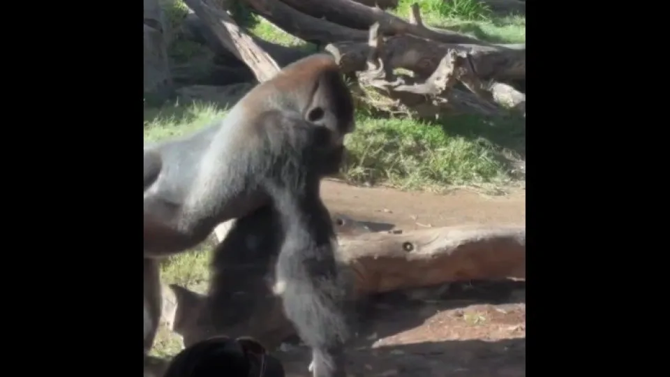Gorila corre contra visitantes de Zoo e acaba por embater em vidro