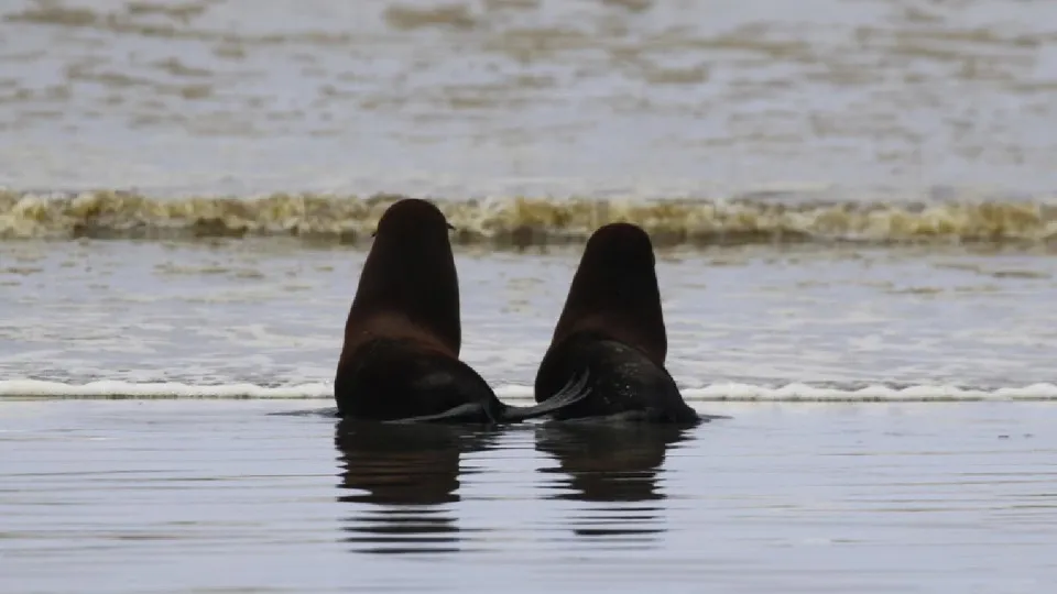 Vídeo: Crias de foca encontradas inanimadas voltam ao mar e "é comovente"