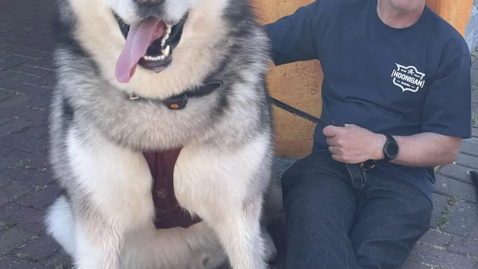 Mal, o cão (gigante) que 'rouba' corações no Reino Unido e pesa 82 kg
