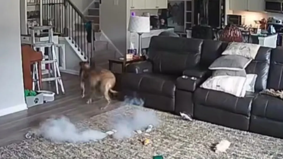 Vídeo: Colton confundiu bateria com brinquedo e acabou por incendiar sala