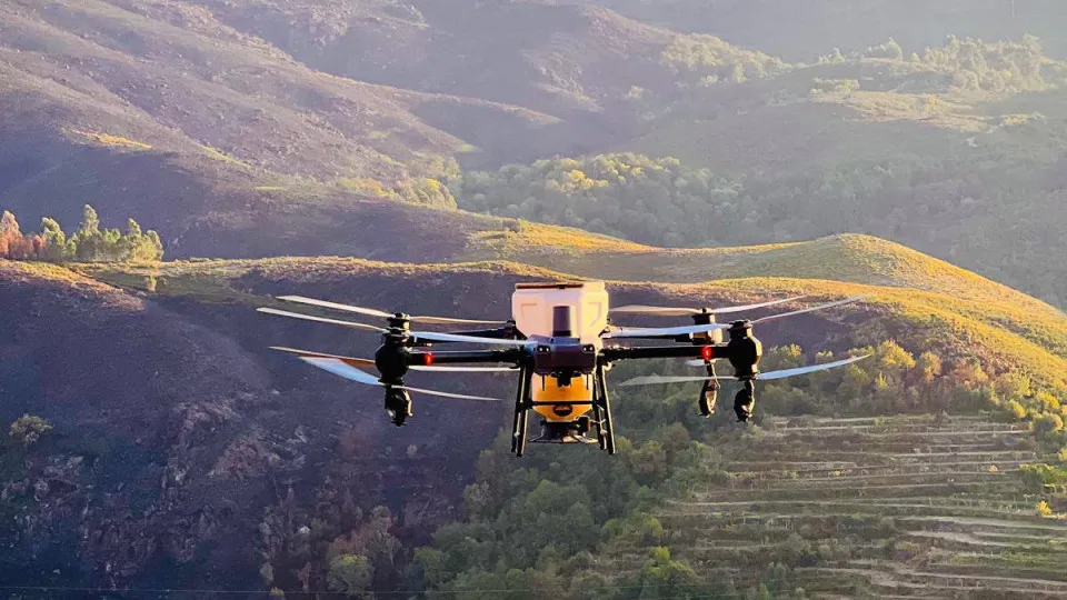 Após incêndios, sementes dão "esperança" ao Gerês (e drones ajudaram)