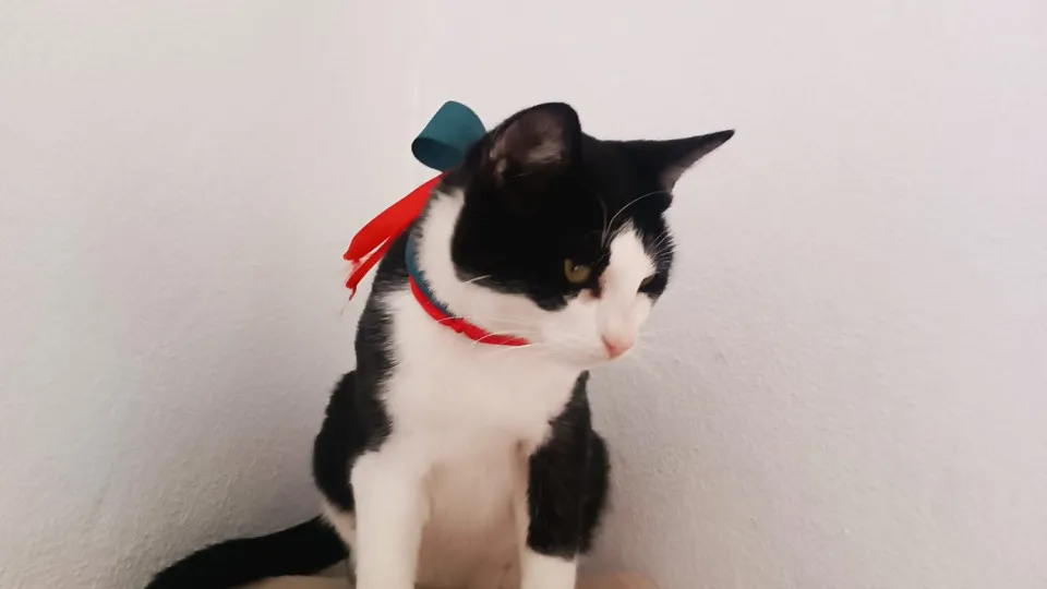 Politécnico de Coimbra tem um "companheiro especial": O gato União