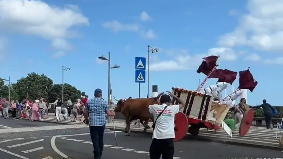 Bois espalham pânico em cortejo do etnográfico nos Açores. Eis as imagens
