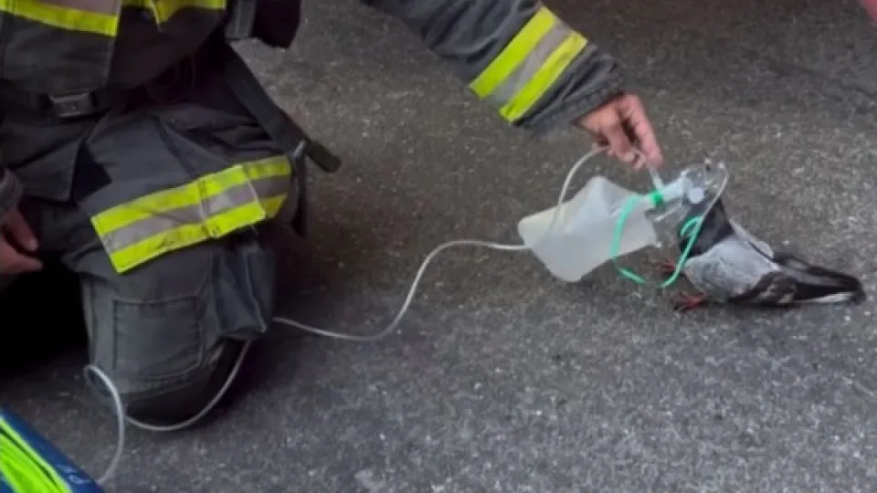 Bombeiros de Oakland dão oxigénio a pombo após incêndio – e há imagens