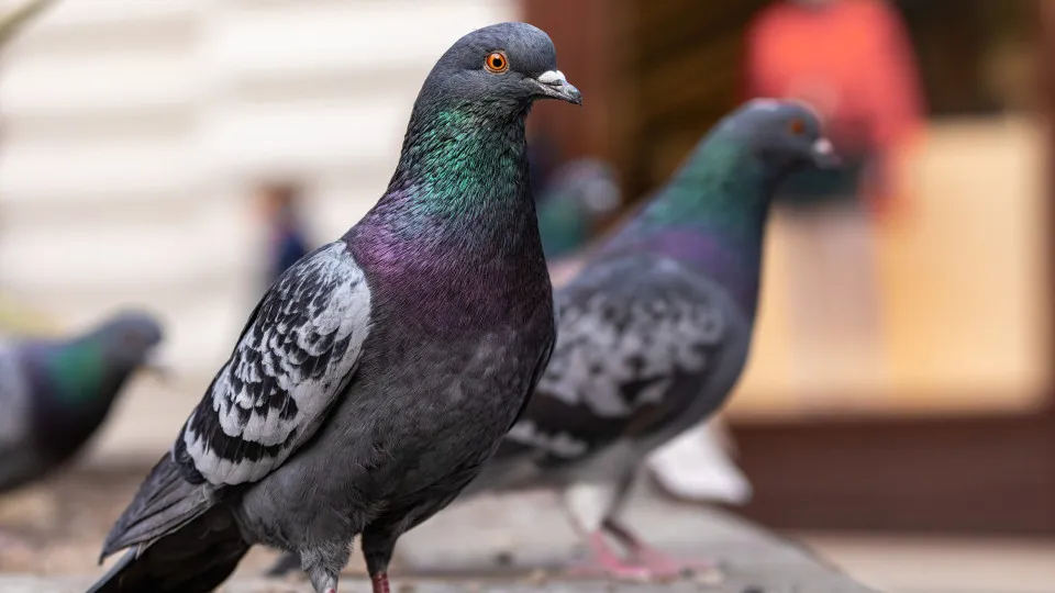 Açores travam caça e feiras de aves devido à doença de Newcastle