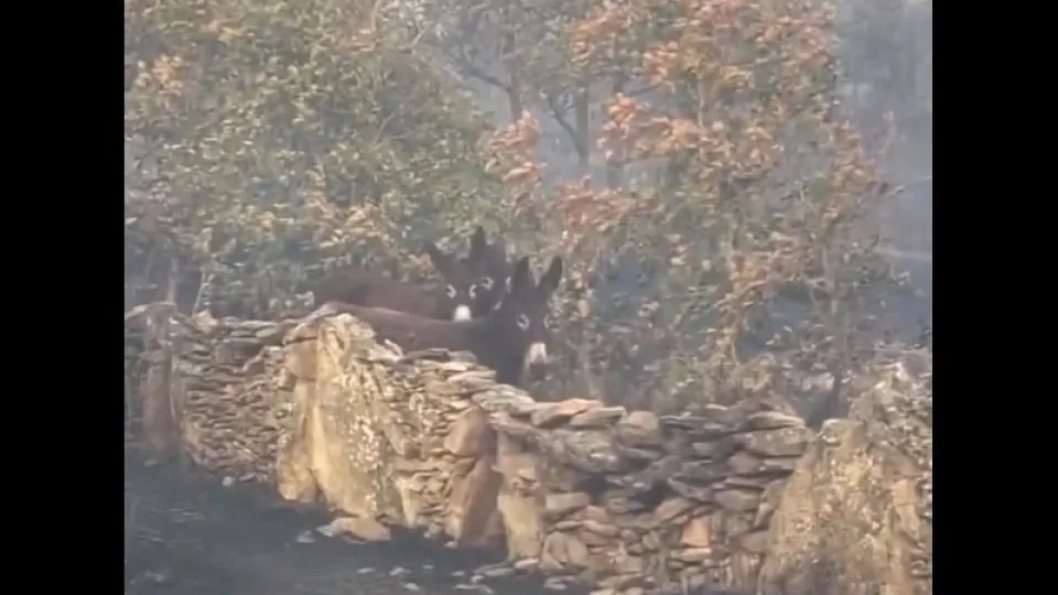 Três burros ficam cercados pelas chamas, mas escapam ilesos. O vídeo