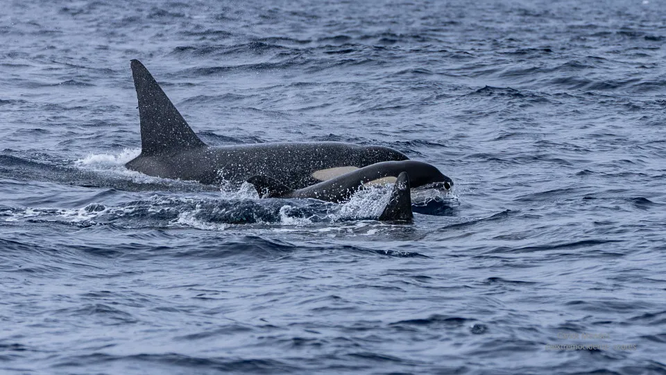 Orcas avistadas nos Açores: Entre "5 a 7", uma "muito juvenil". As fotos