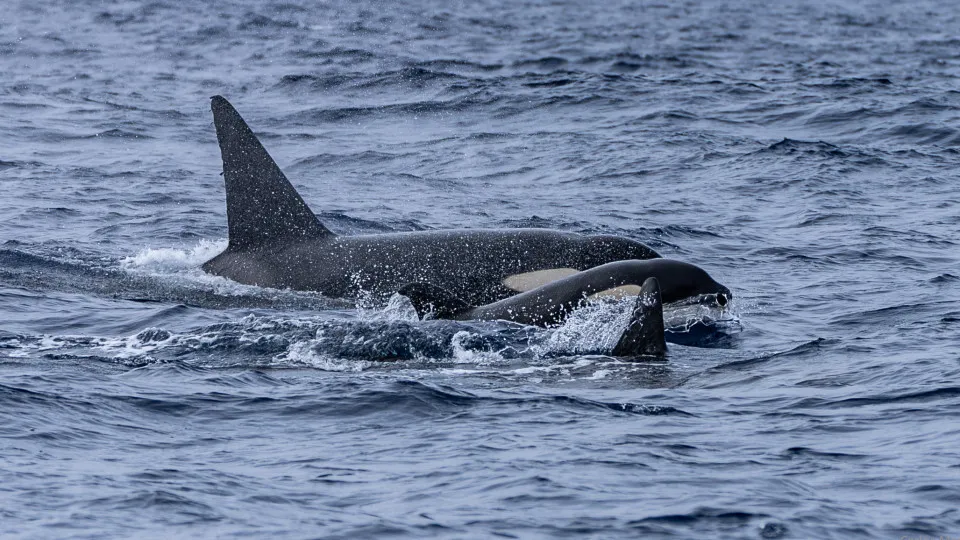 Orcas avistadas nos Açores: Entre "5 a 7", uma "muito juvenil". As fotos