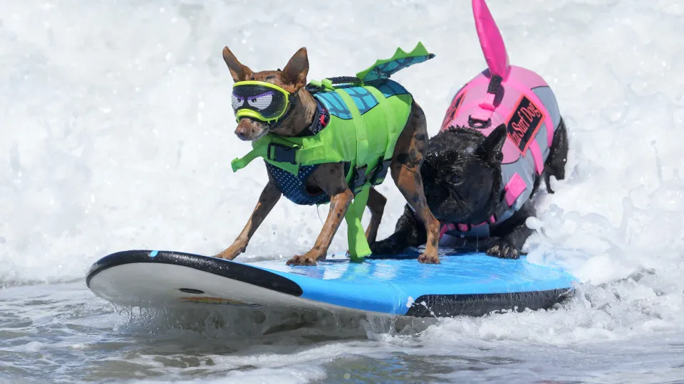 Cães desafiaram as ondas no Mundial de Surf Canino. E há imagens