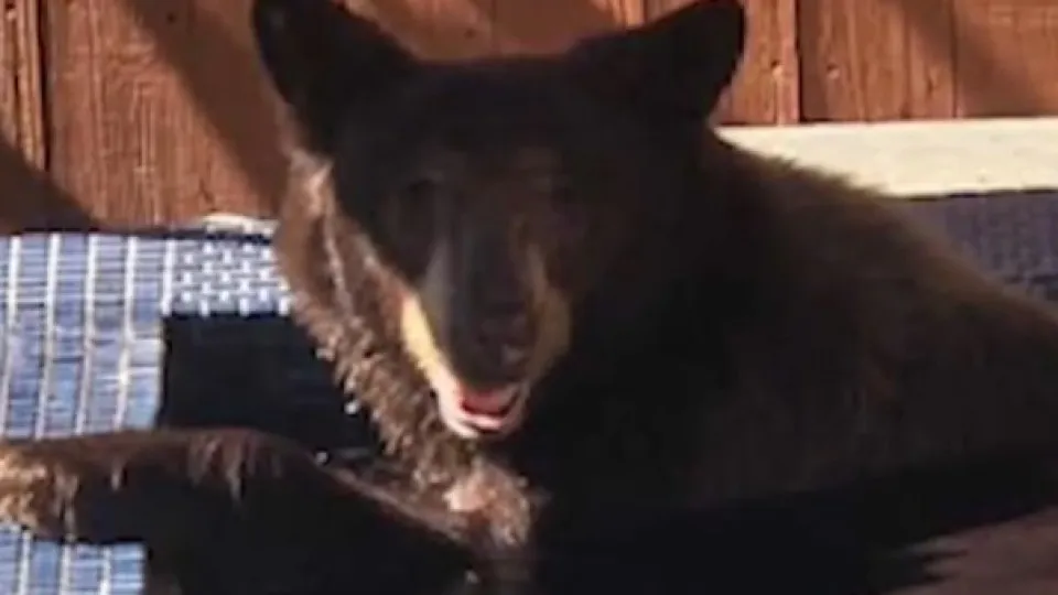 Urso invade hidromassagem de piscina de casa em Los Angeles