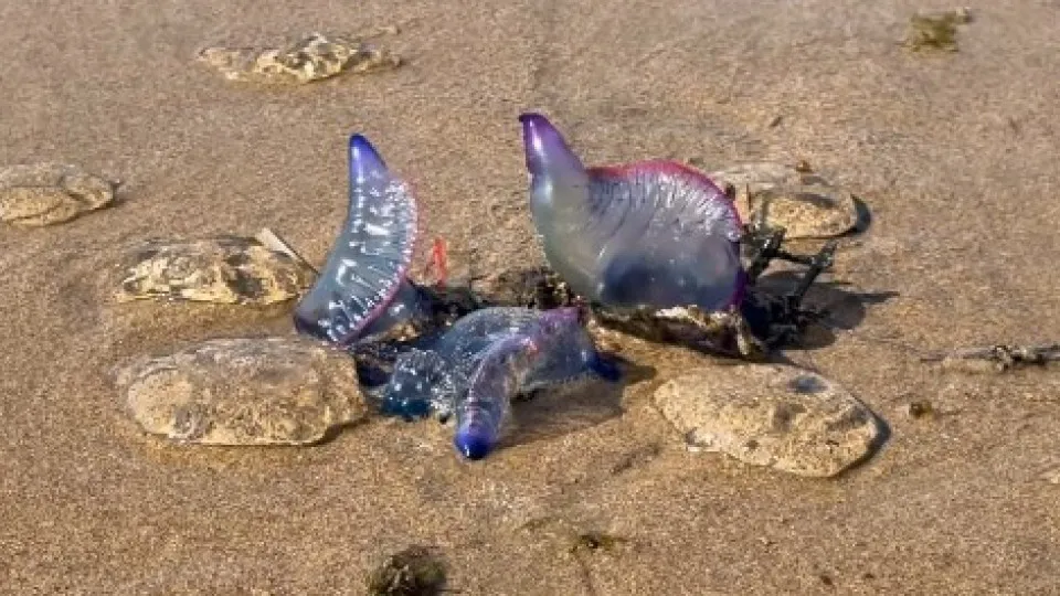Caravelas-portuguesas invadem praias da costa de Gipuzkoa no País Basco