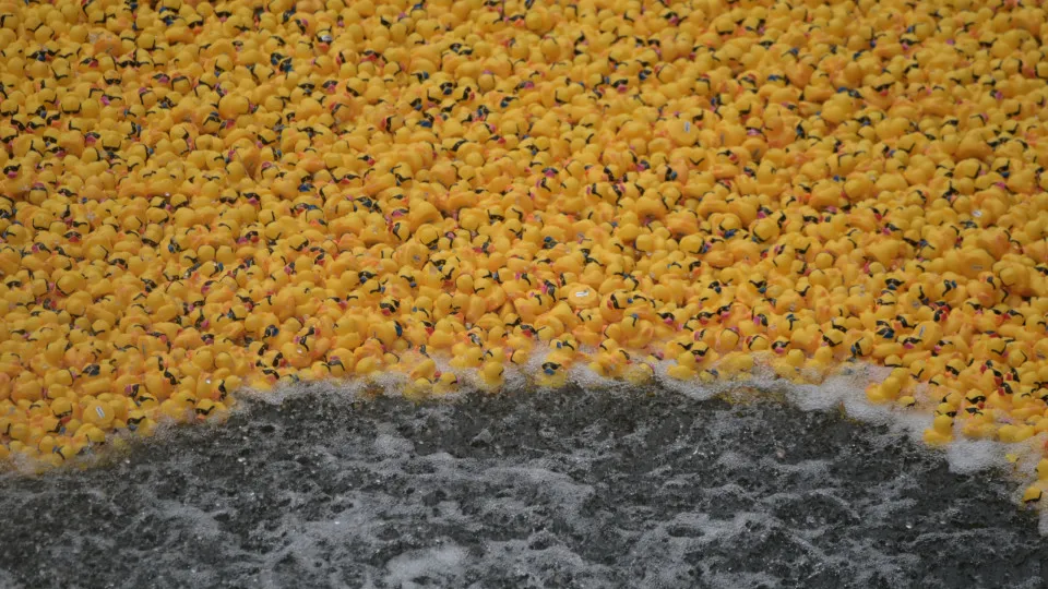 Milhares de patinhos de borracha "pintam" rio de Chicago de amarelo