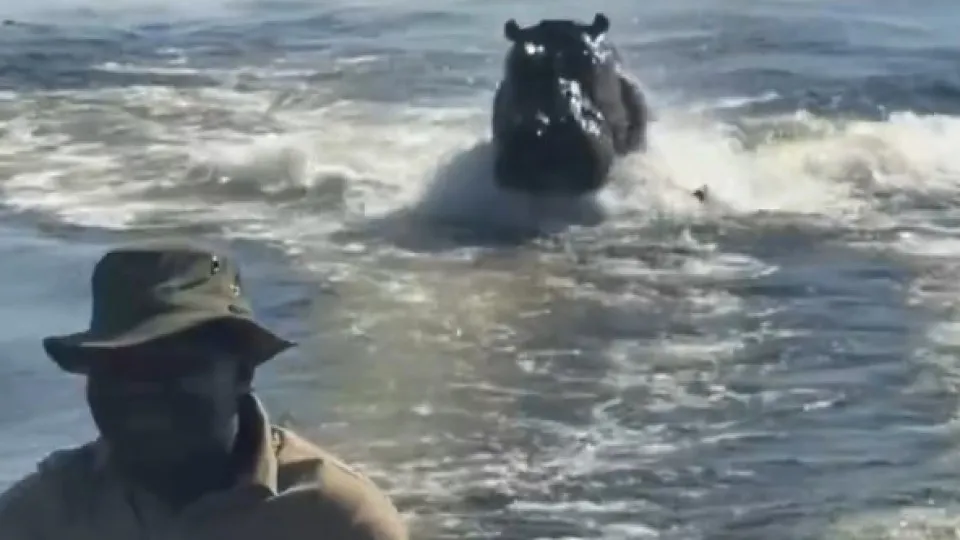 "Assustador". Hipopótamo persegue barco com turistas no Botsuana
