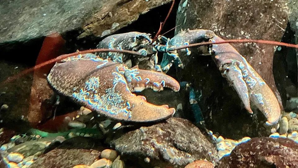 Lavagante macho de 5 quilos "desfila" em aquário na Aguda. Conheça "Kiss"