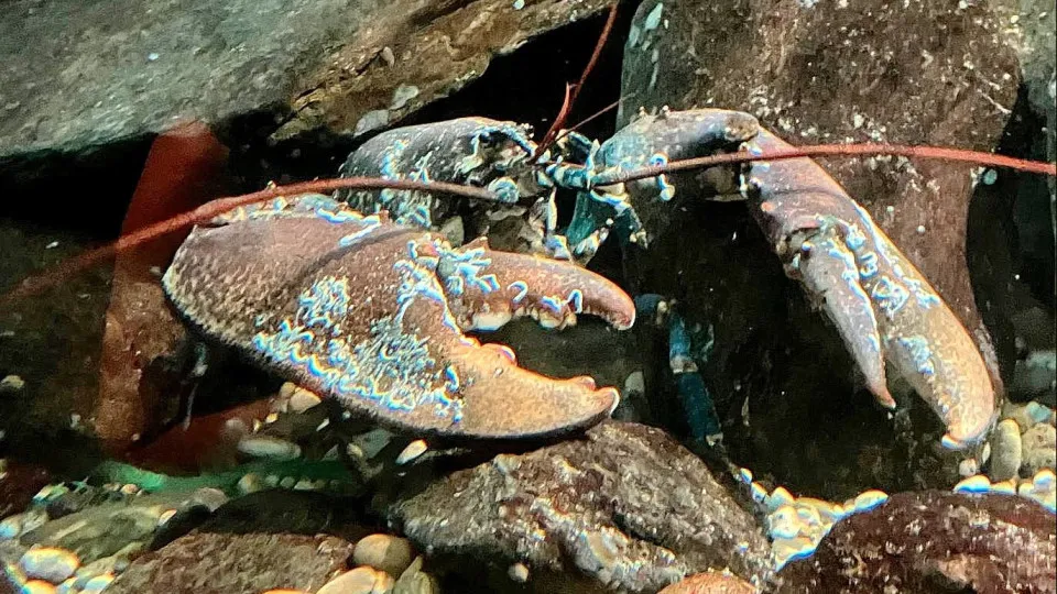 Lavagante macho de 5 quilos "desfila" em aquário na Aguda. Conheça "Kiss"