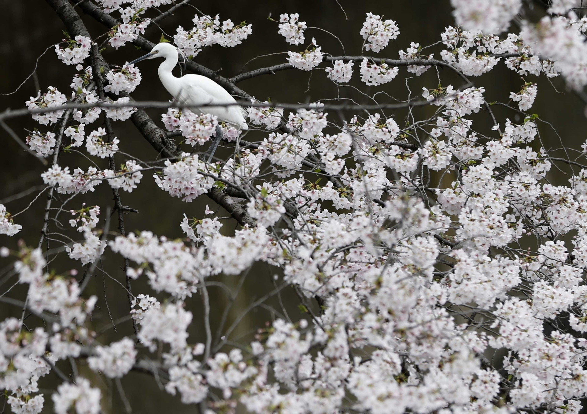 Milhares viajam para o Japão para ver as cerejeiras em flor