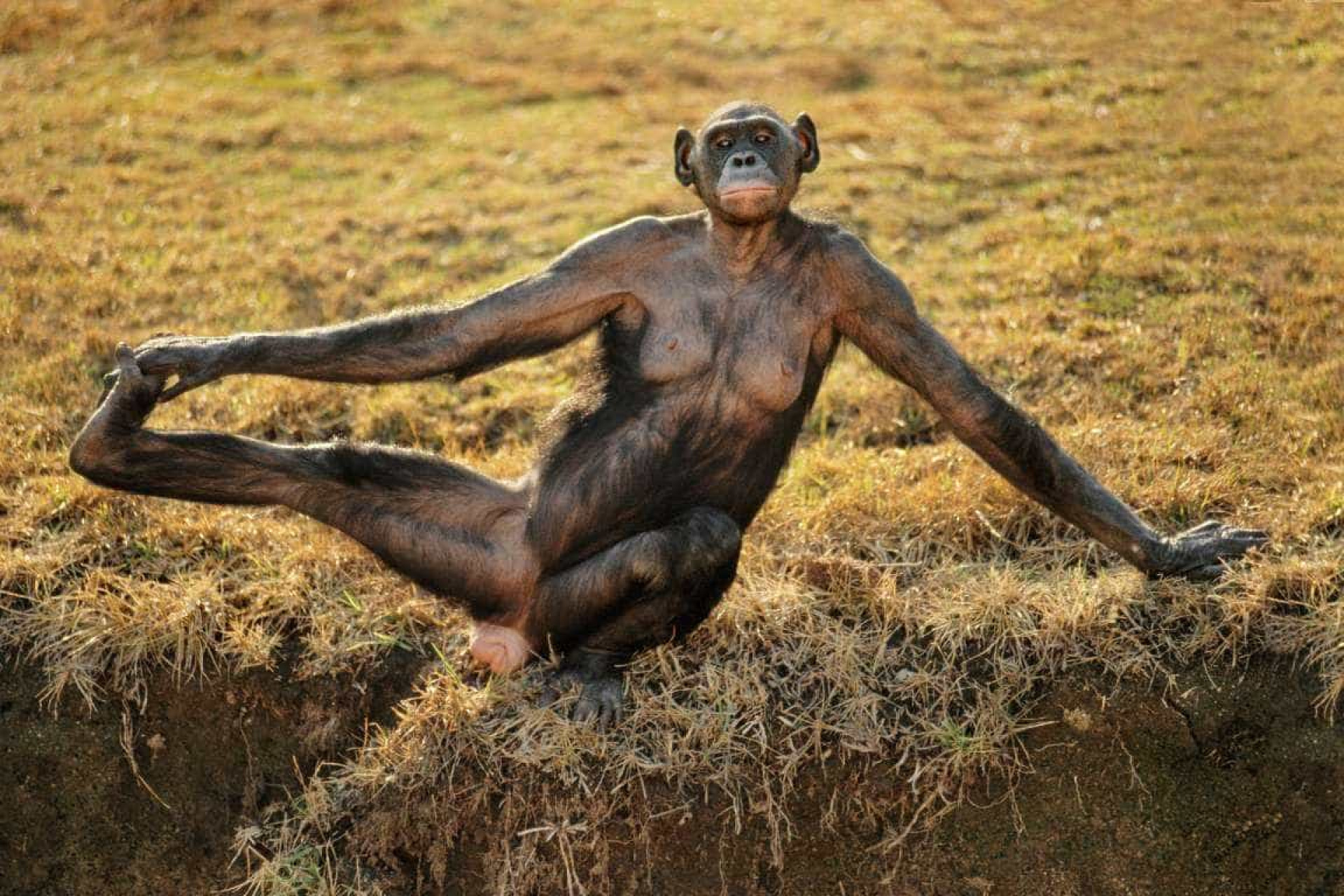 Naked Monkey Купить