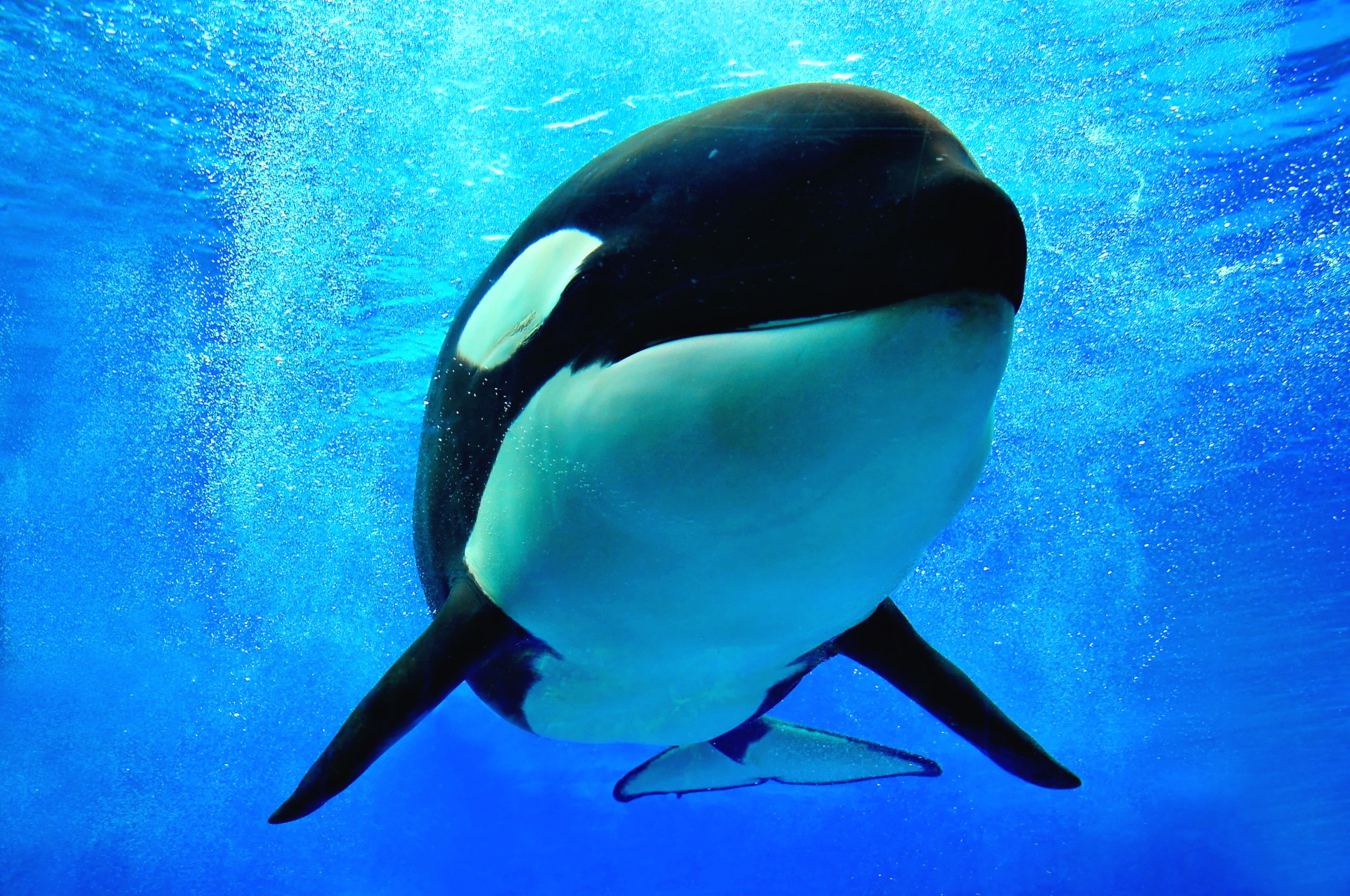 Conheça os maiores predadores do reino animal
