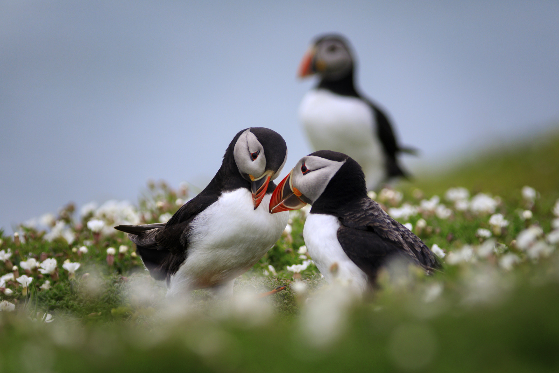 Romance: Os animais que se apaixonam