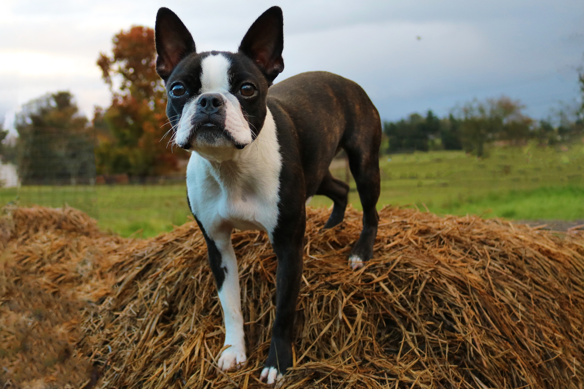 As raças de cães que melhor se adaptam às famílias