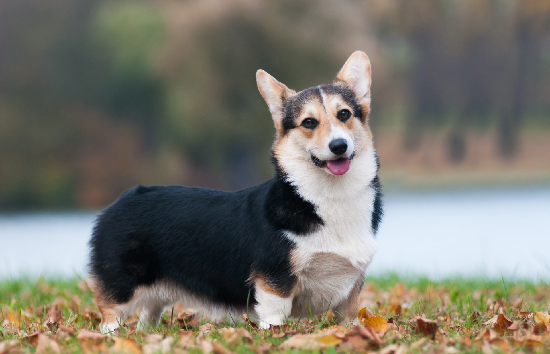 101 nomes para o seu amigo de quatro patas