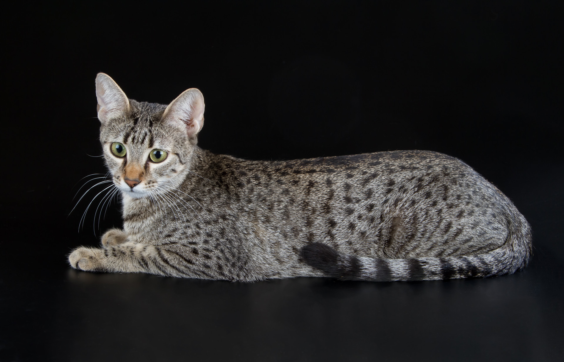 As melhores raças de gatos para ter em casa