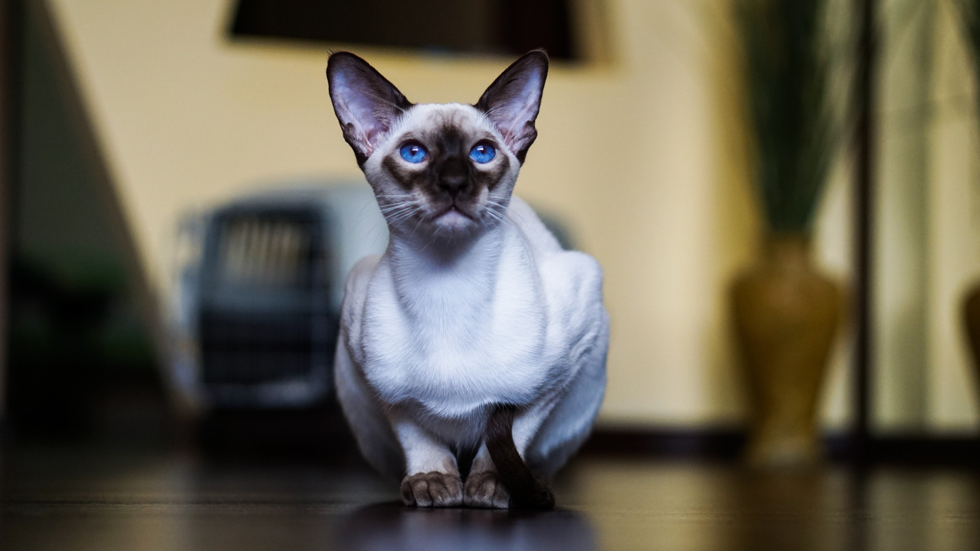 As melhores raças de gatos para ter em casa