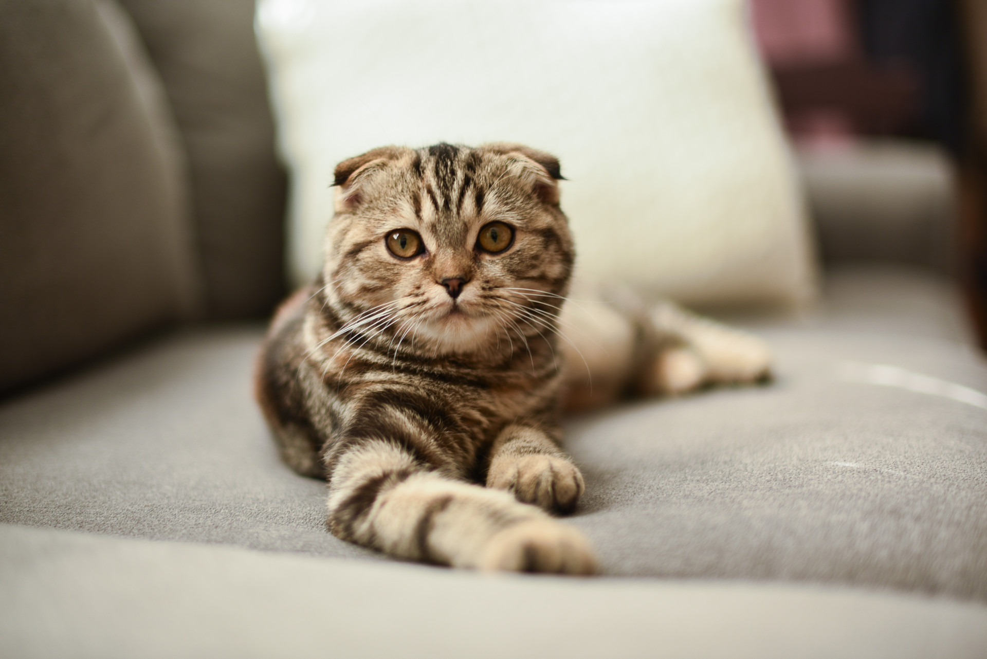 As melhores raças de gatos para ter em casa