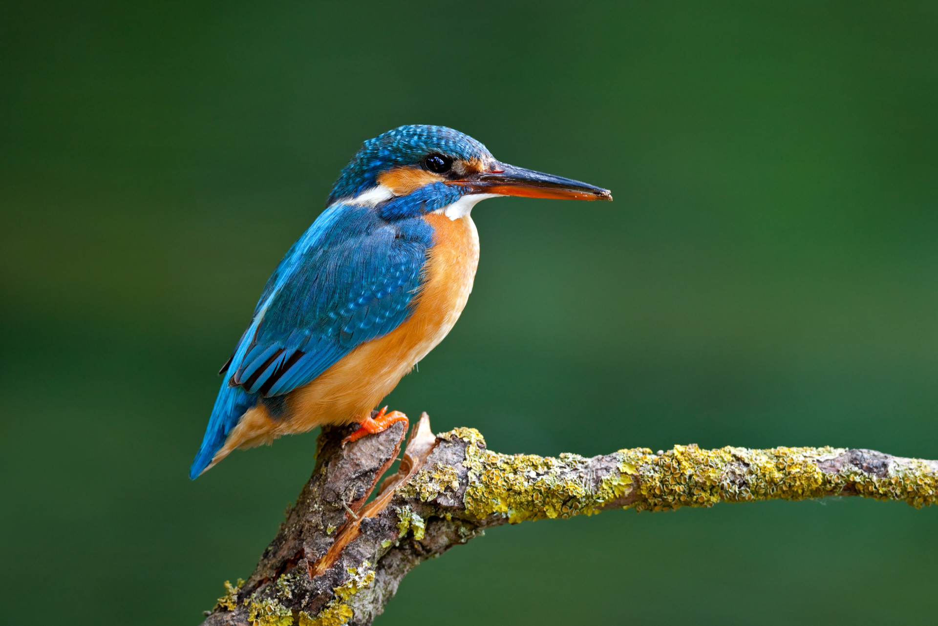 Hipnotizante: O azul vibrante dos animais