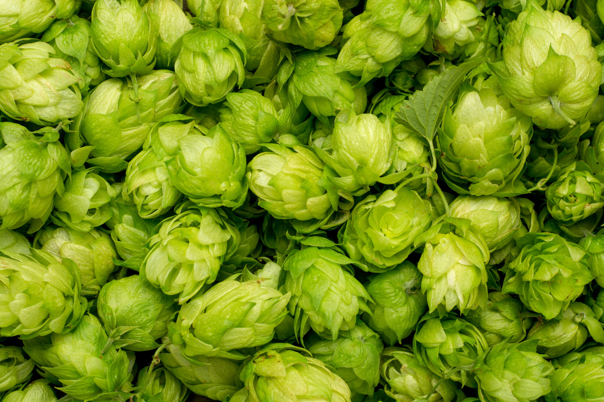 Cerveja: As surpreendentes utilidades desta bebida