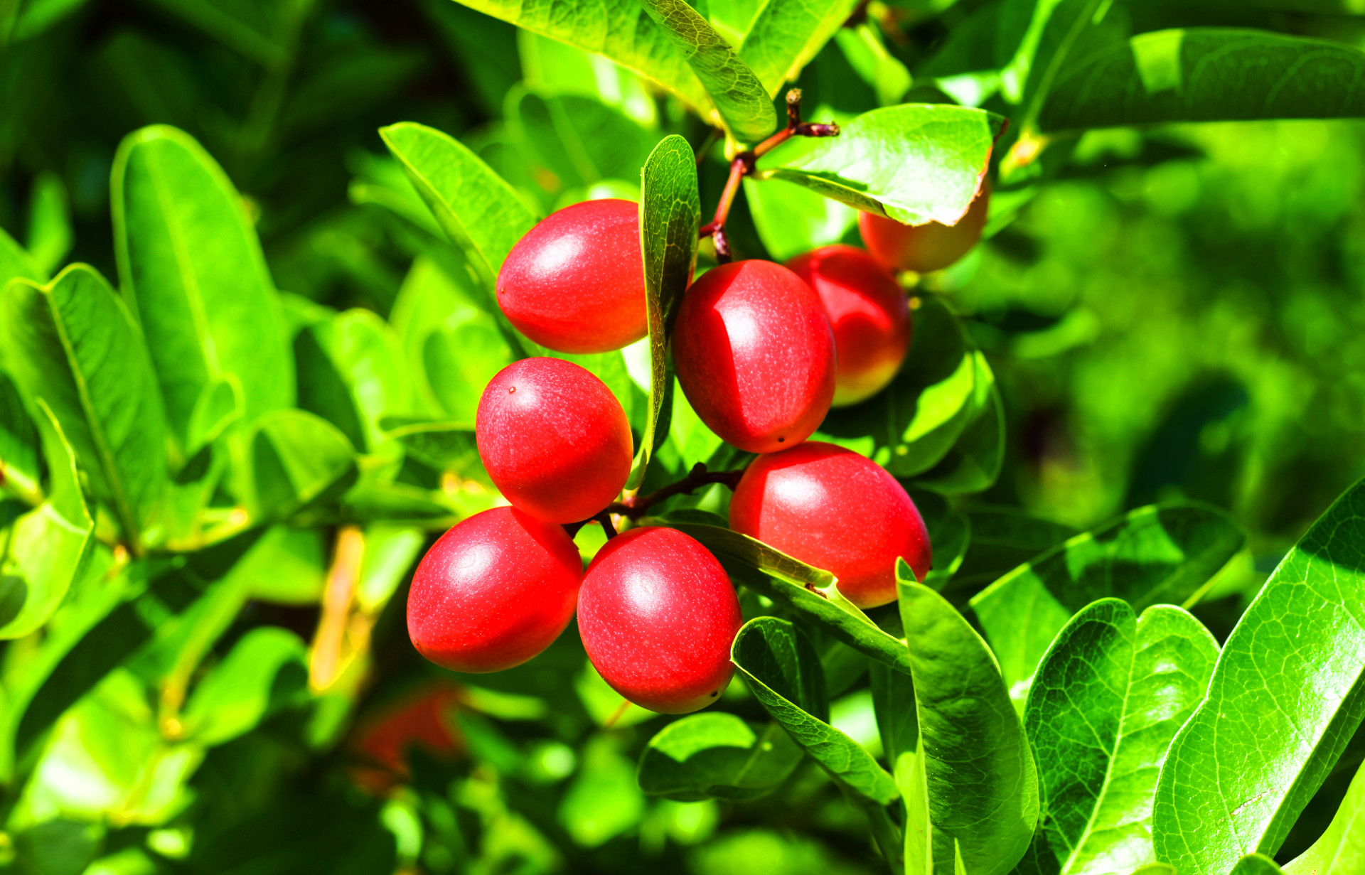 Seria capaz de experimentar estas estranhas frutas?