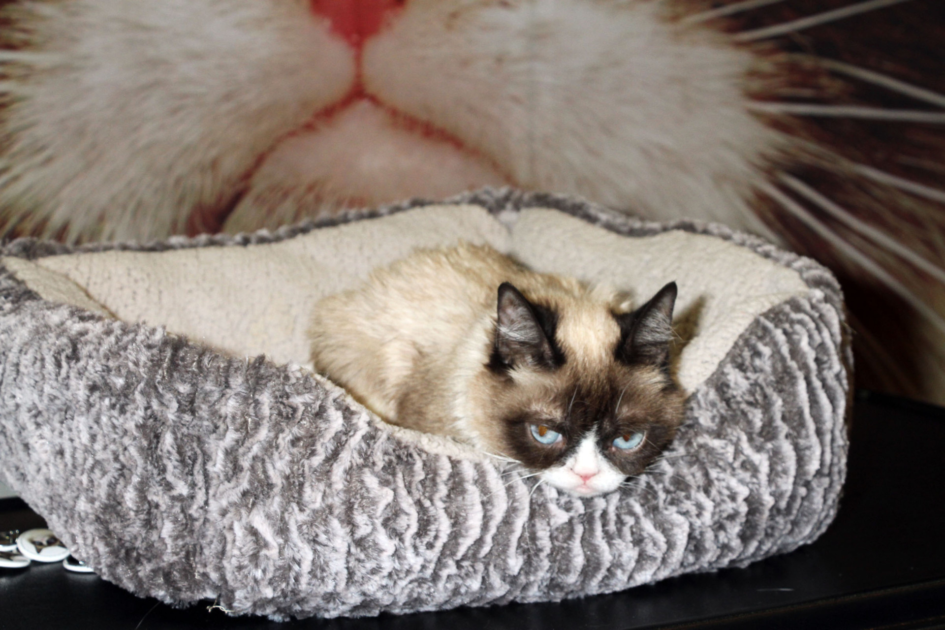 'Grumpy Cat': Relembre as melhores imagens da icónica gata