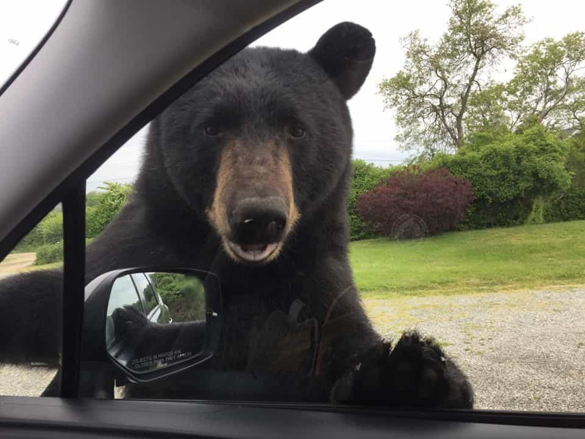 Есть ли медведь людей. Автомобиль медведь. Медведь за рулем. Медведь рядом с машиной. Медведь за рулем машины.