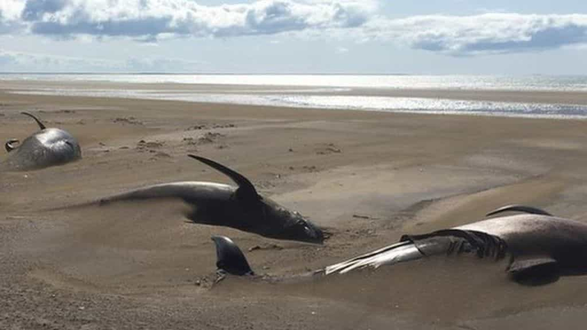 кит выбросившийся на берег