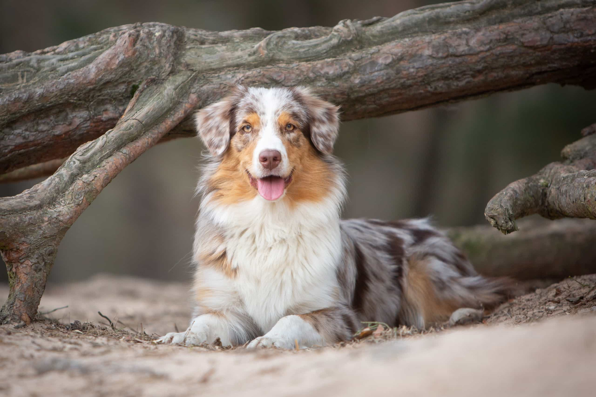 As raças de cães mais populares do mundo