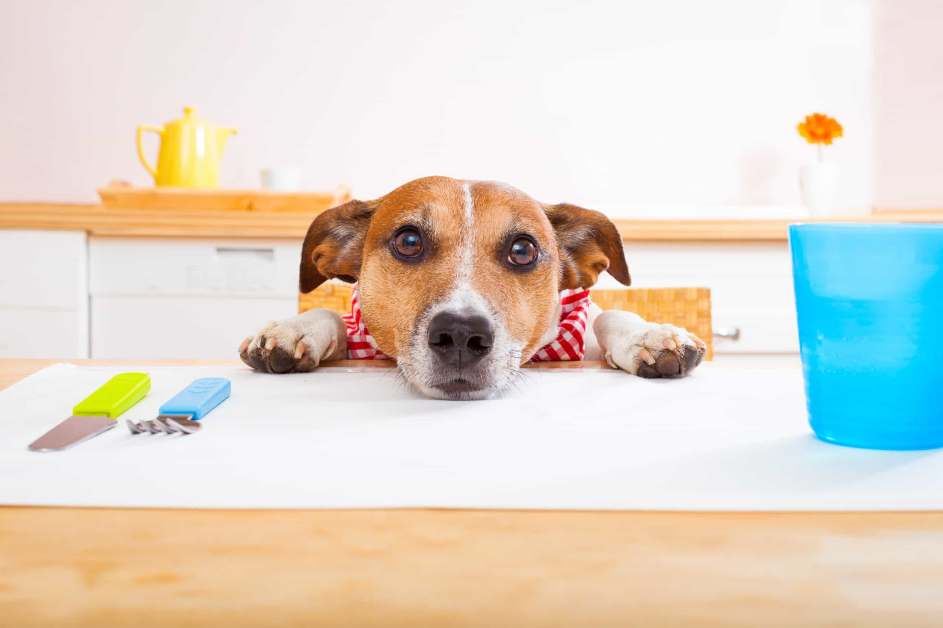 Os melhores e piores alimentos humanos para os cães