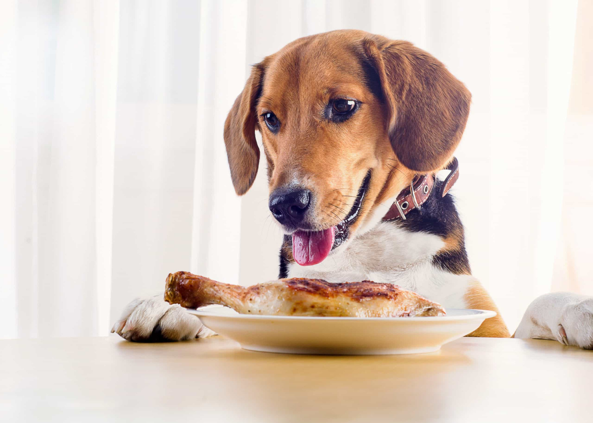 Os melhores e piores alimentos humanos para os cães