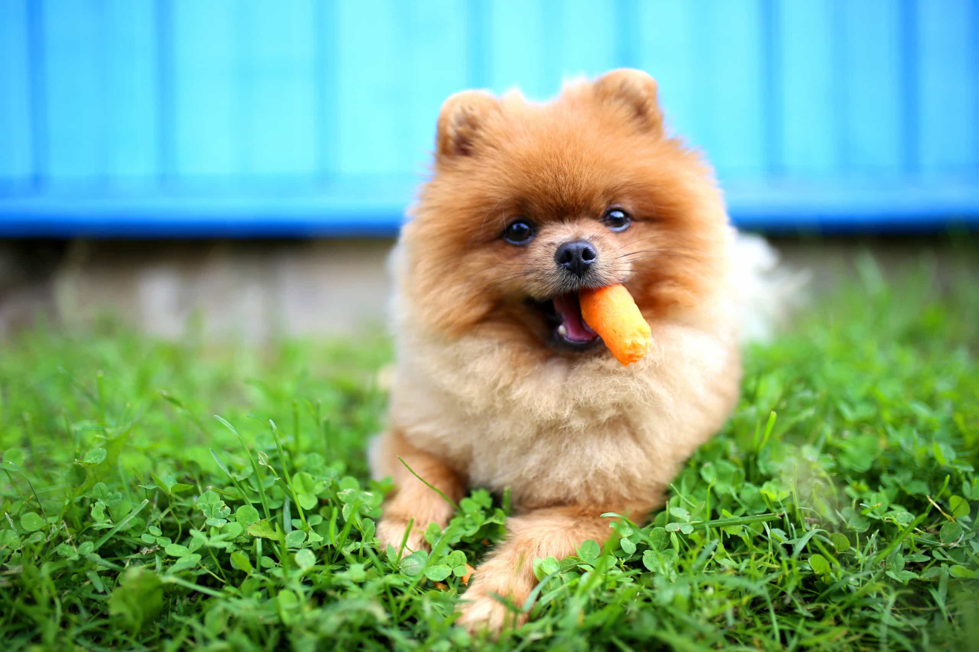 Os melhores e piores alimentos humanos para os cães