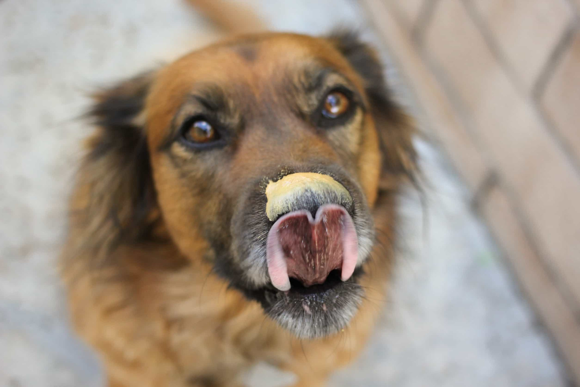 Os melhores e piores alimentos humanos para os cães