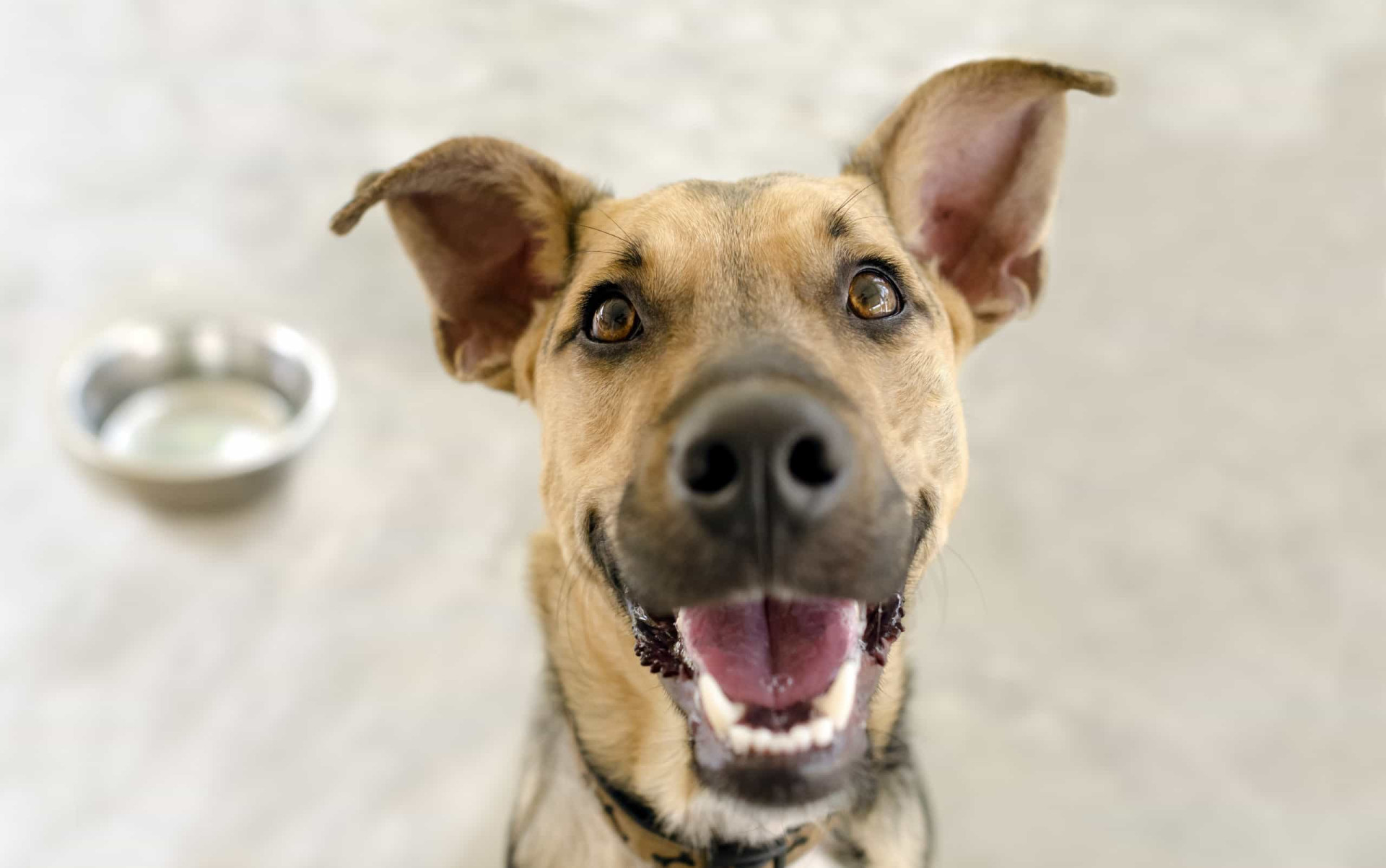Os melhores e piores alimentos humanos para os cães