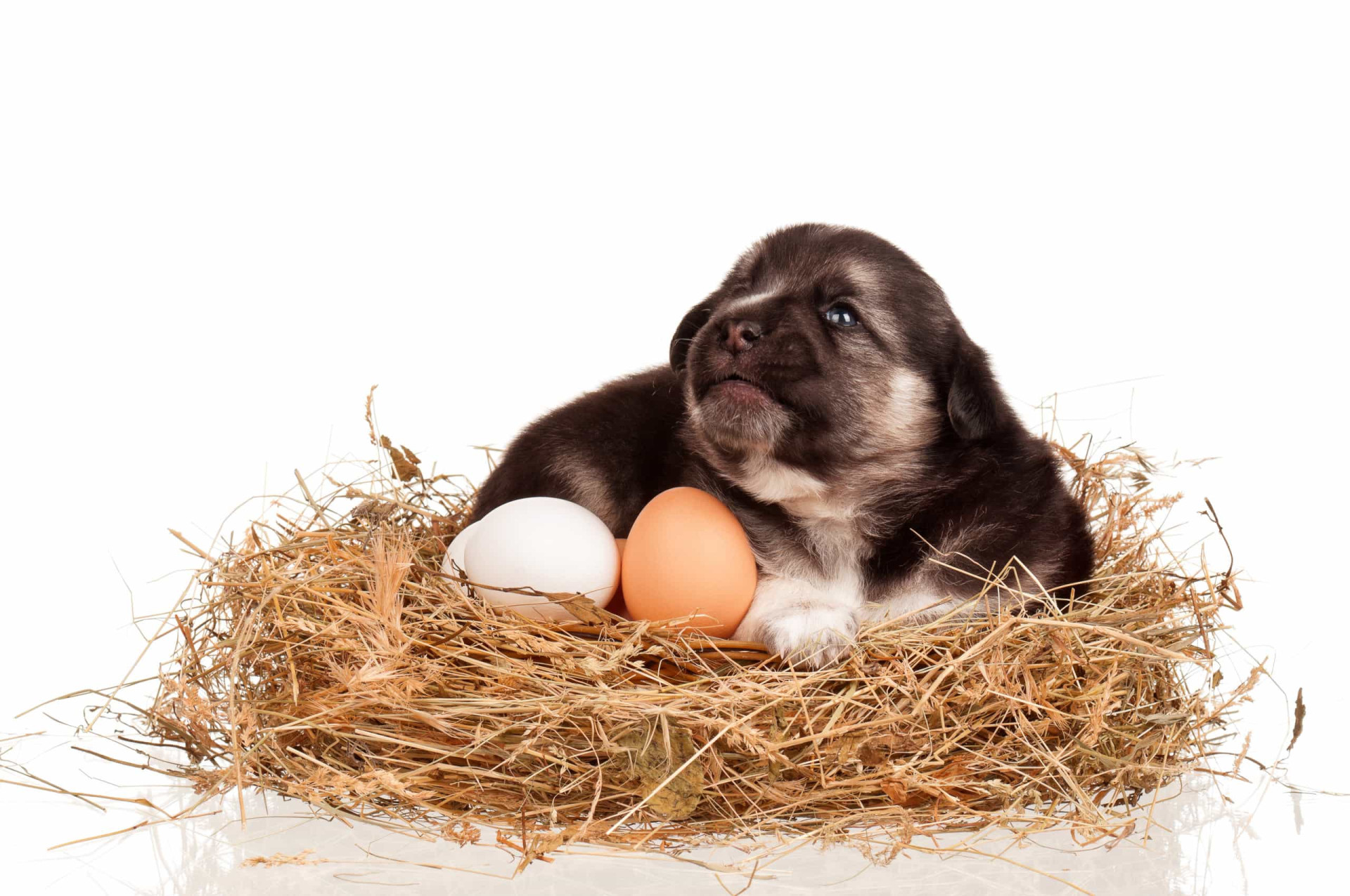 Os melhores e piores alimentos humanos para os cães