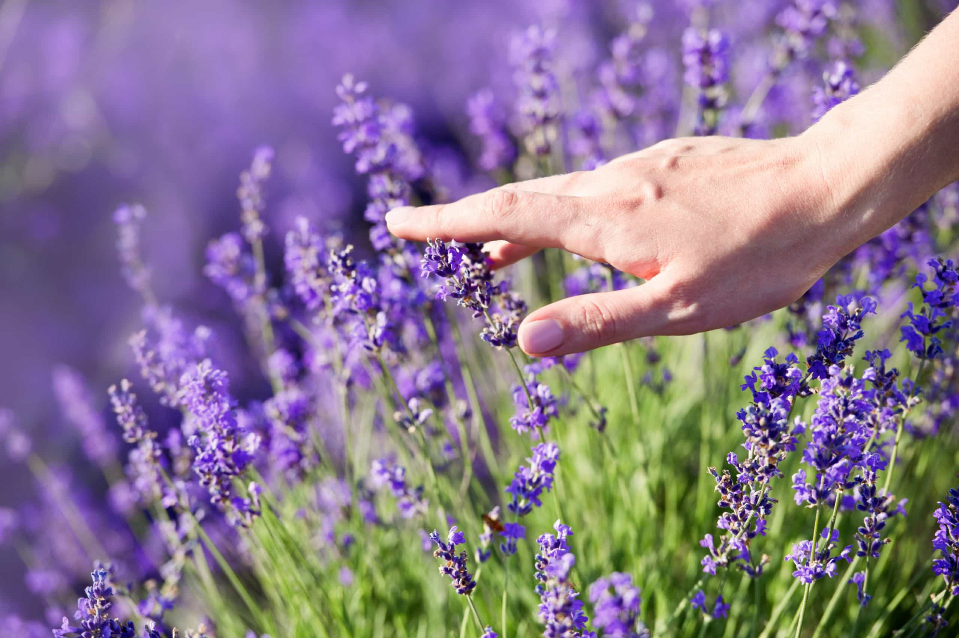 Superpoderes. Os benefícios calmantes da lavanda
