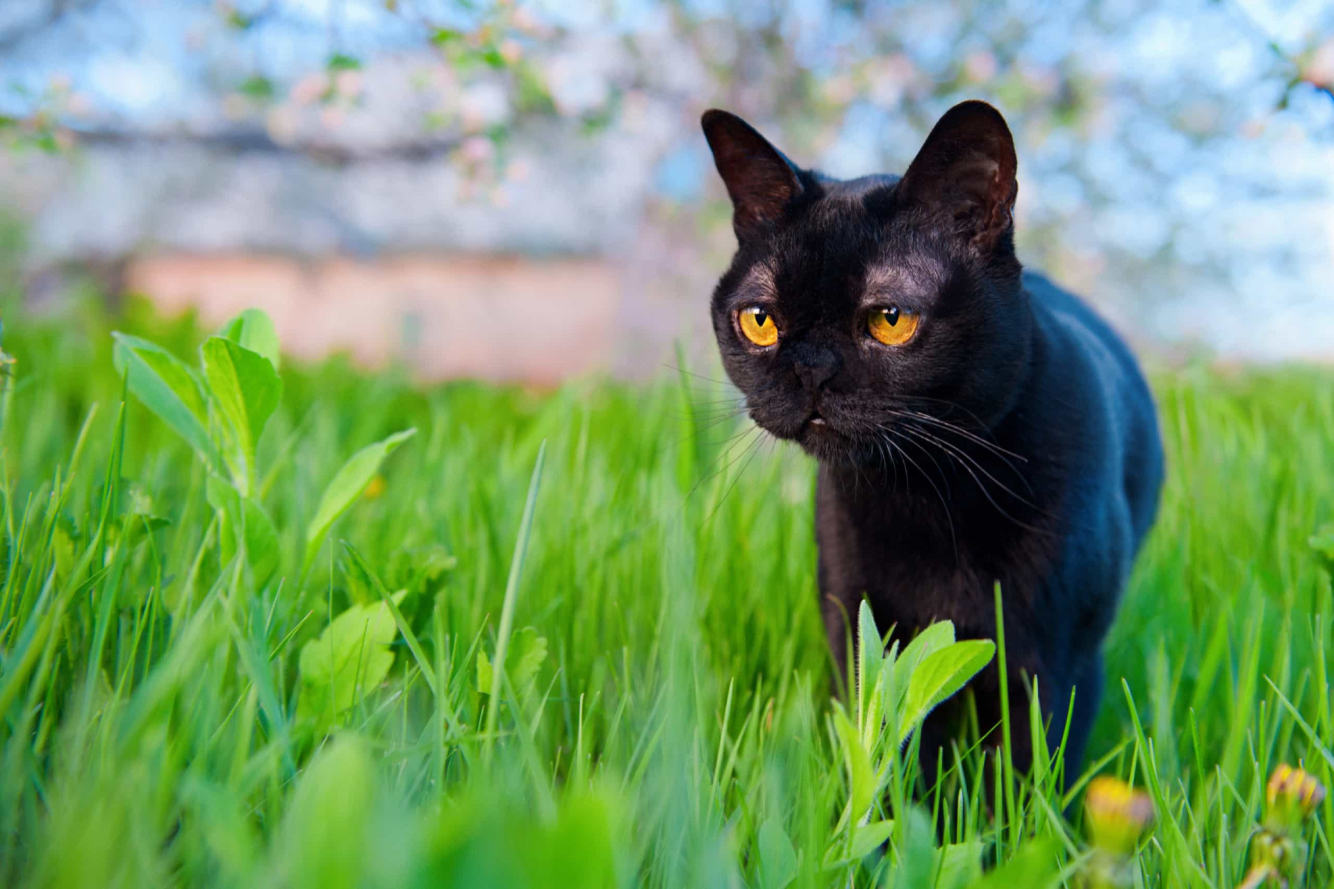Бомбейская кошка в траве