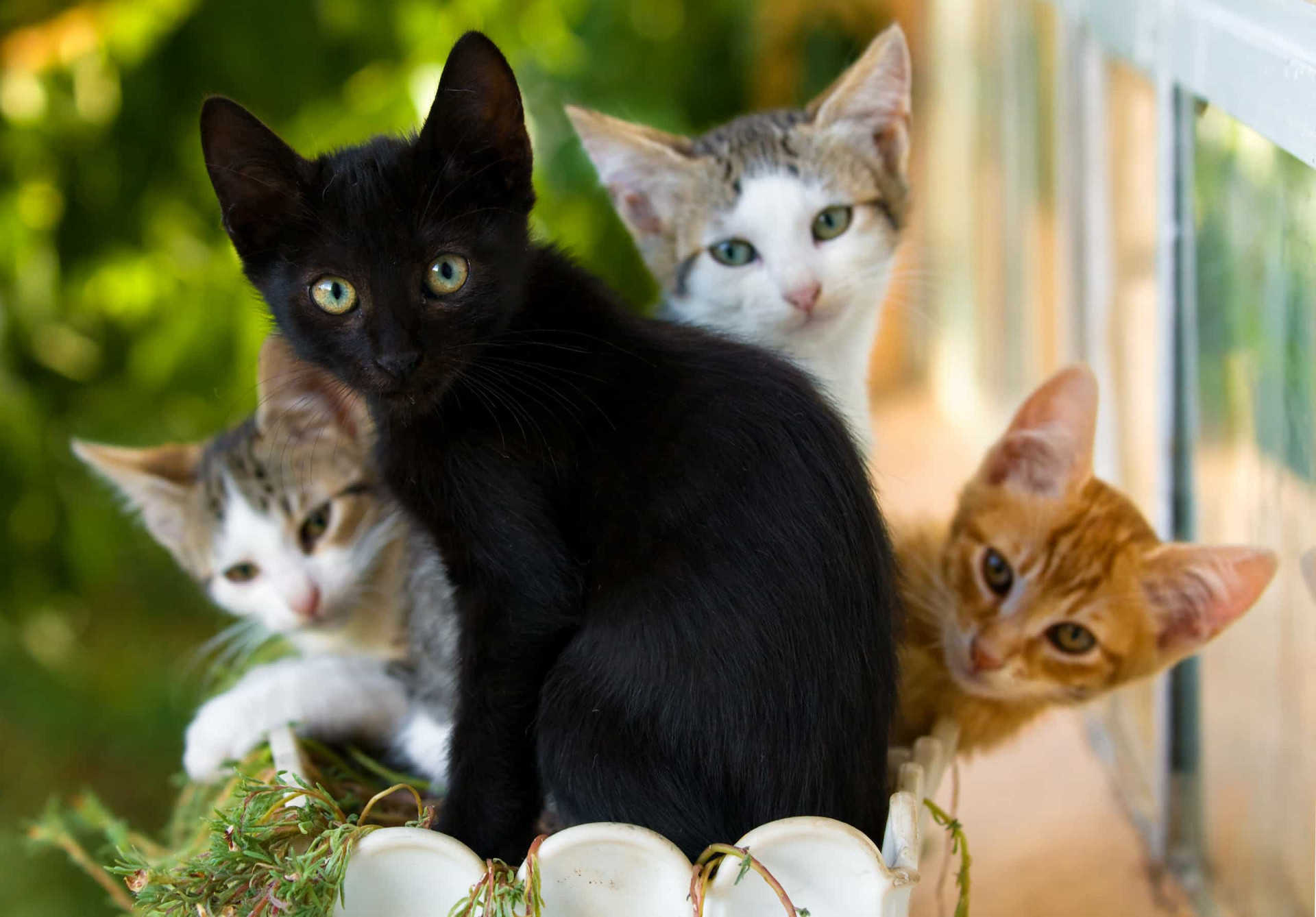 Кошки и т д. Кошки. Кошка с котятами. Черная кошка с котятами. Четыре кошки.
