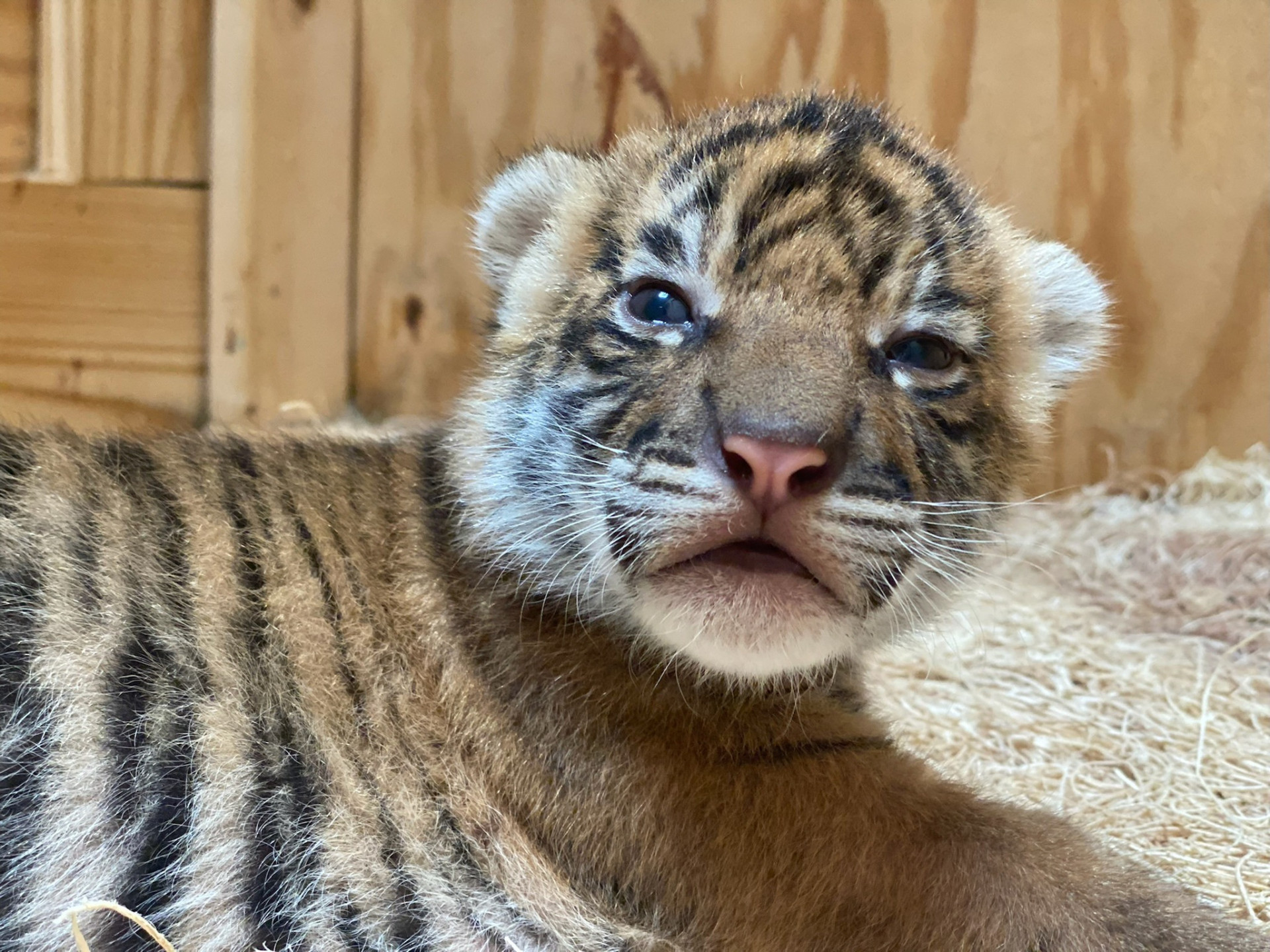 Zoo de Memphis celebra nascimento de duas crias de tigre da Sumatra
