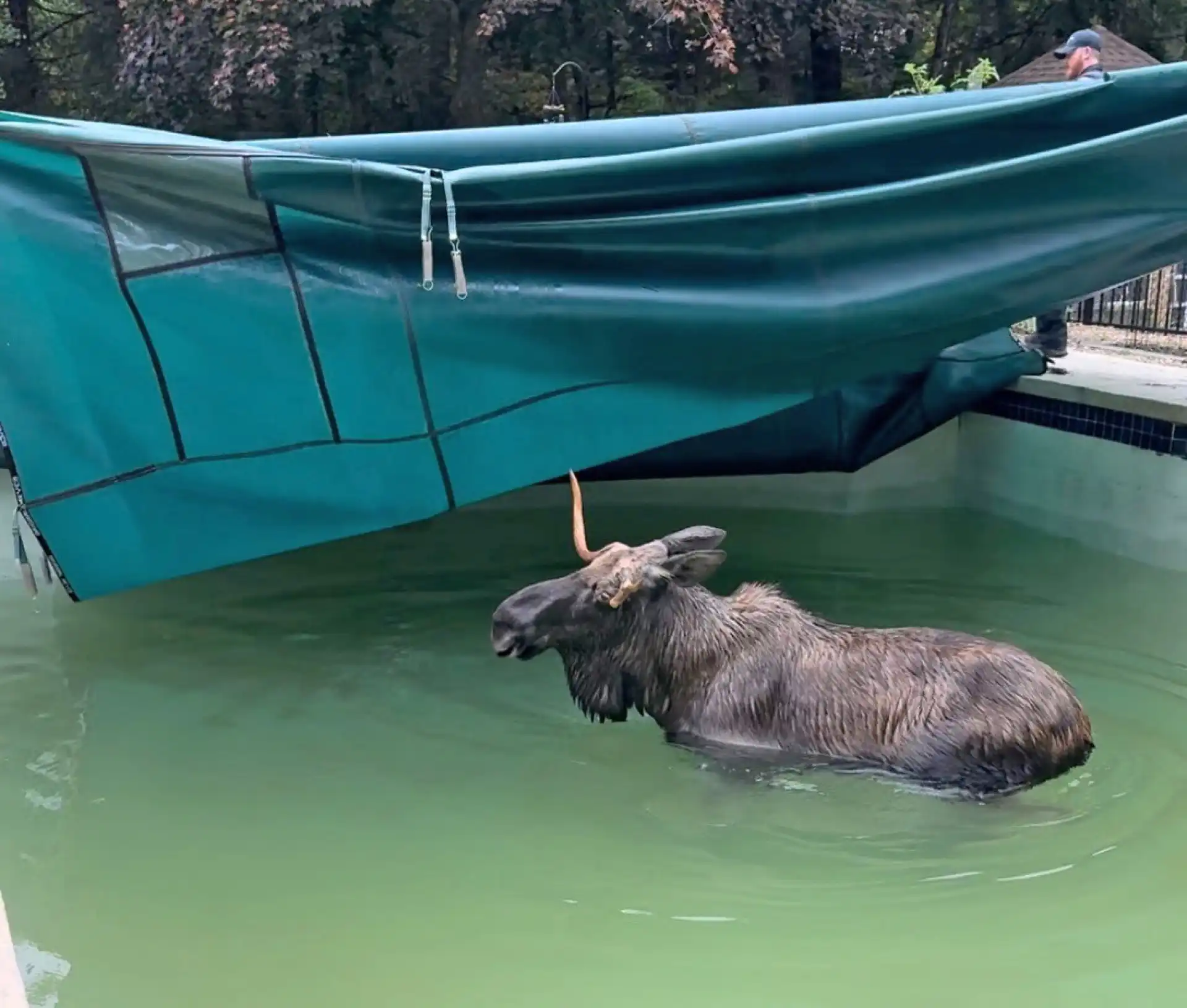 O momento em que alce tem de ser resgatado de piscina nos EUA