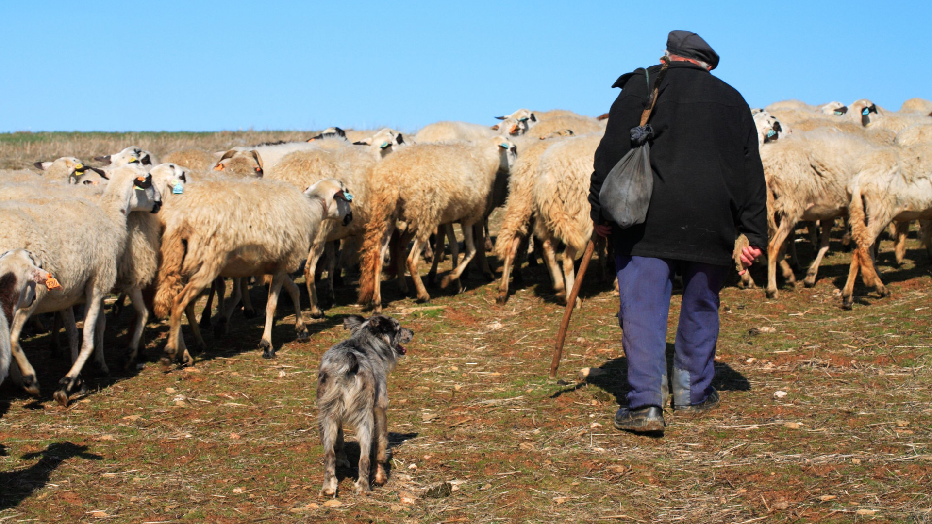 Associação da Serra da Estrela pede apoio para pastores após fogos